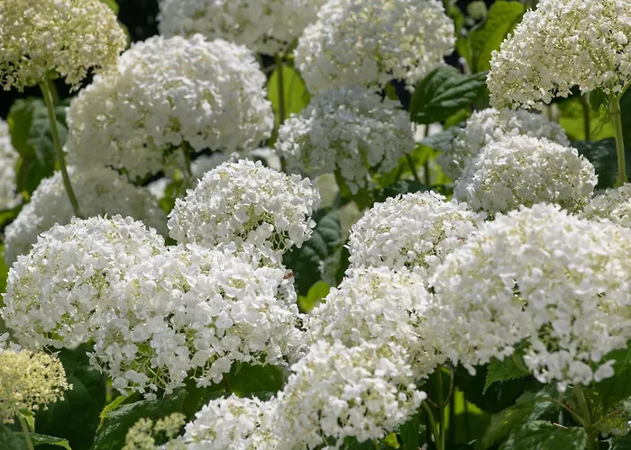 End House Holiday home *